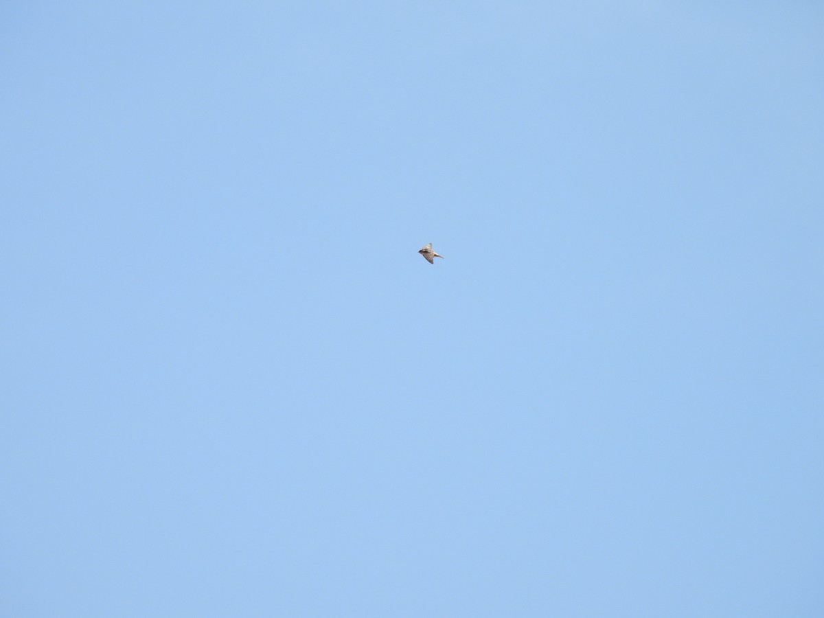 Cave Swallow - ML635437711