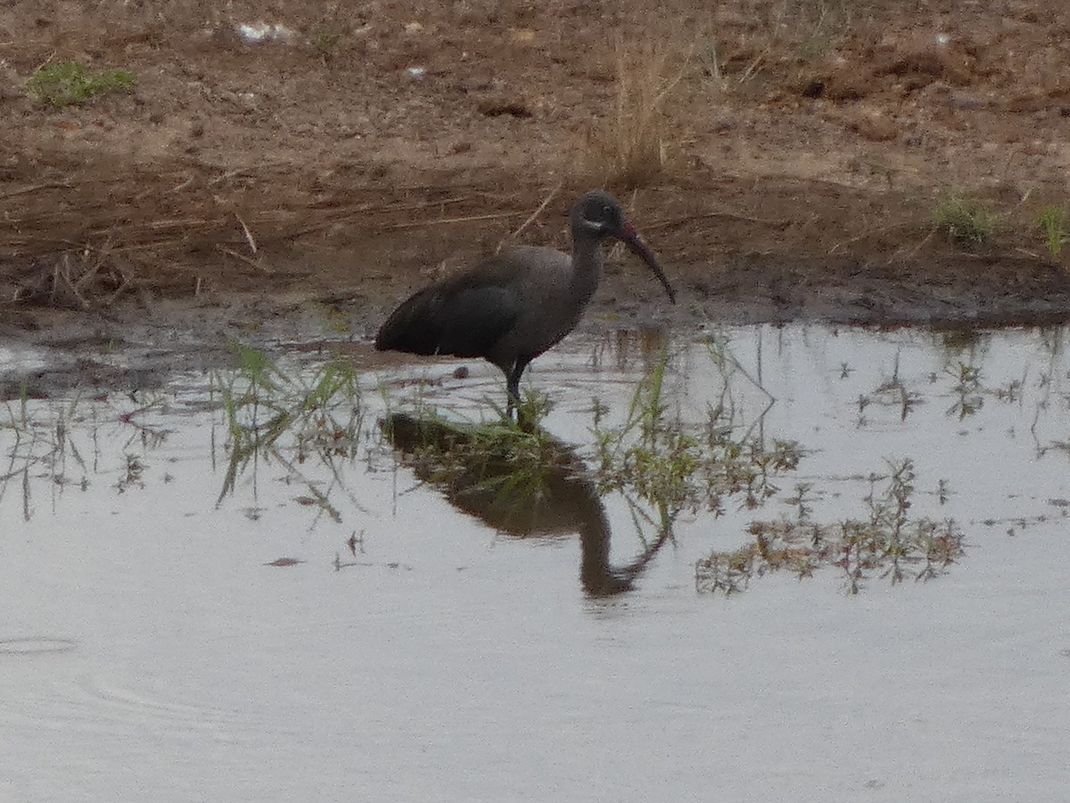 Hadada Ibis - ML635437764