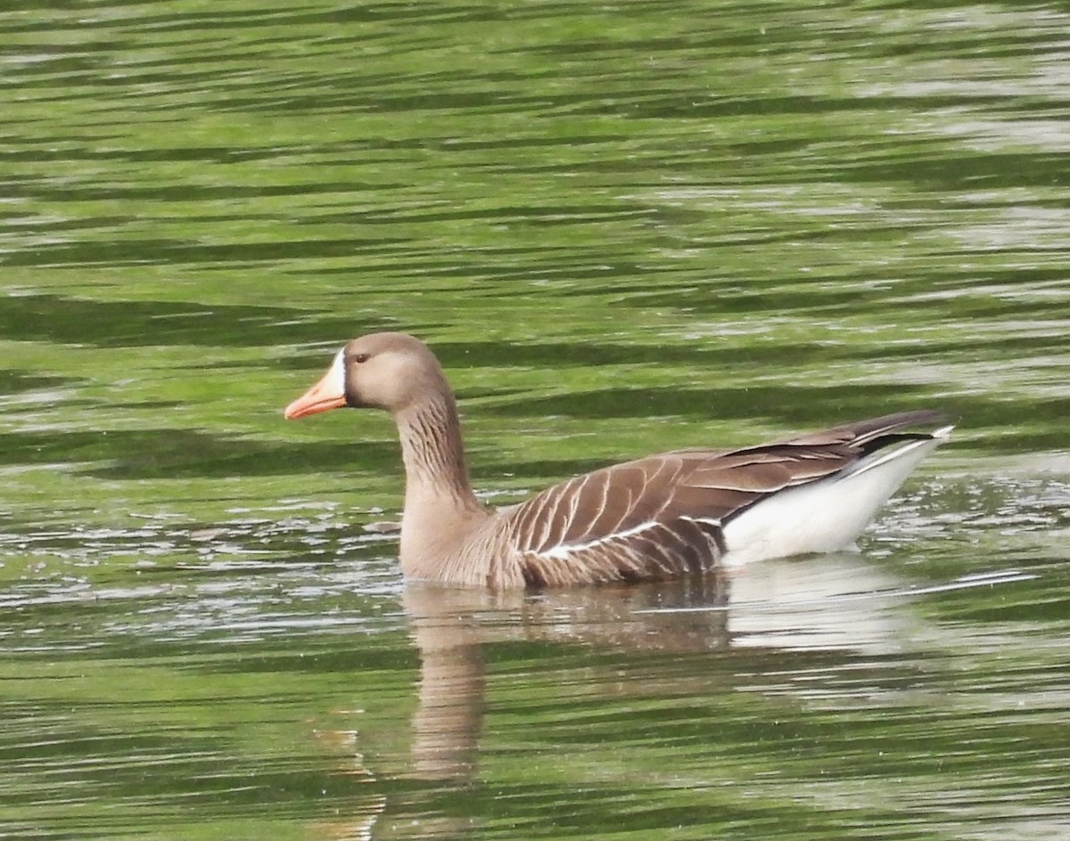 husa běločelá - ML635437812