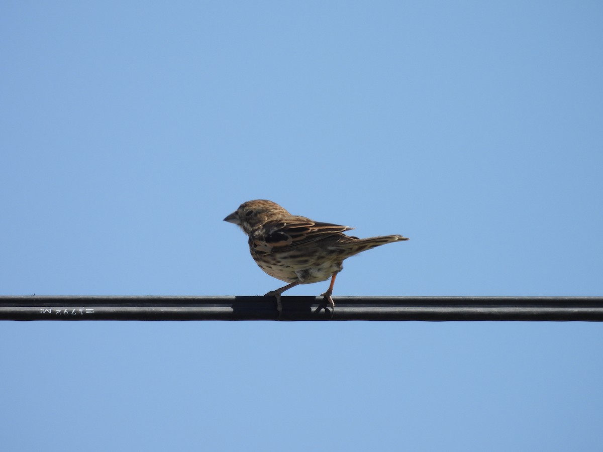 Lark Bunting - ML635437837