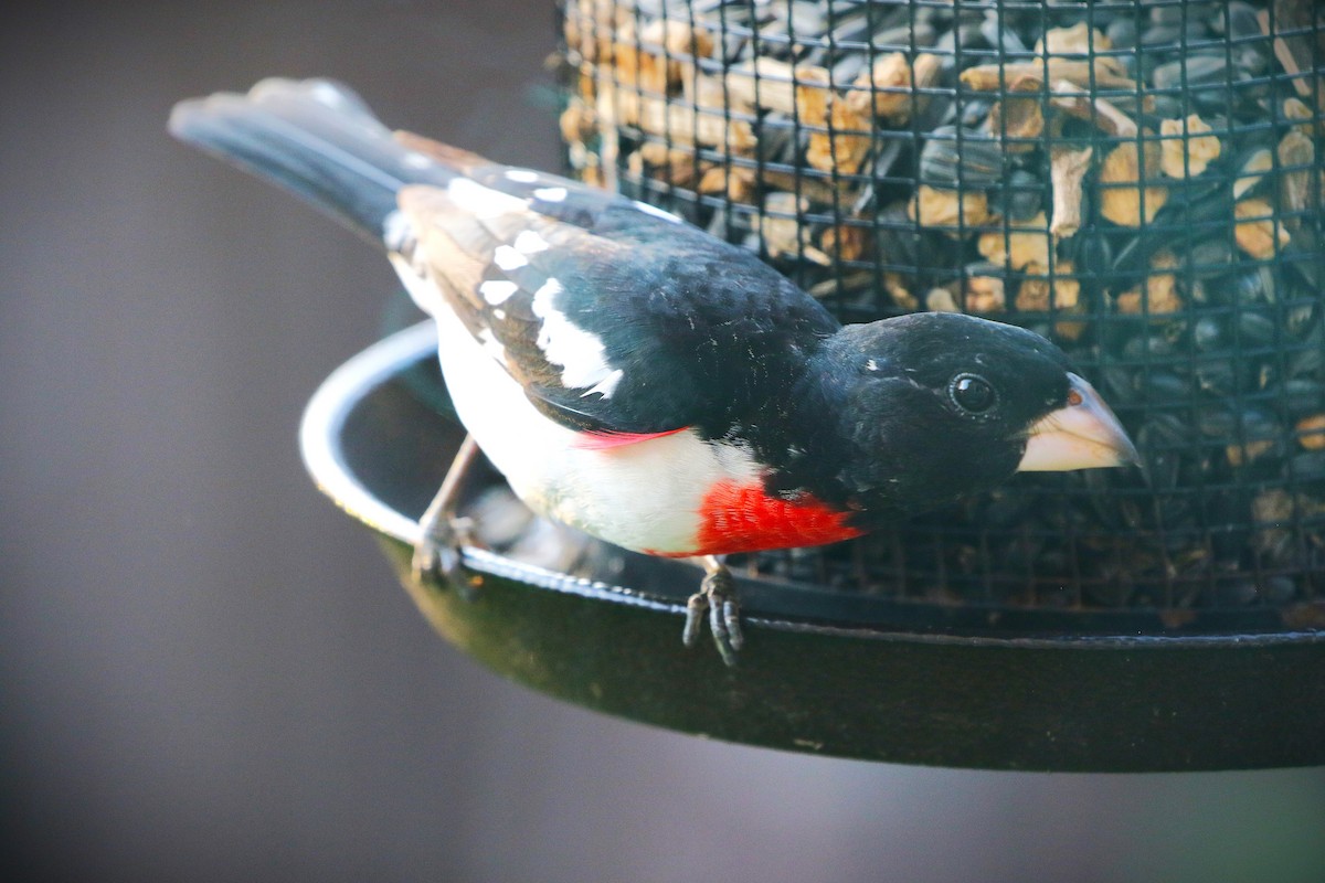 Rose-breasted Grosbeak - ML635437909