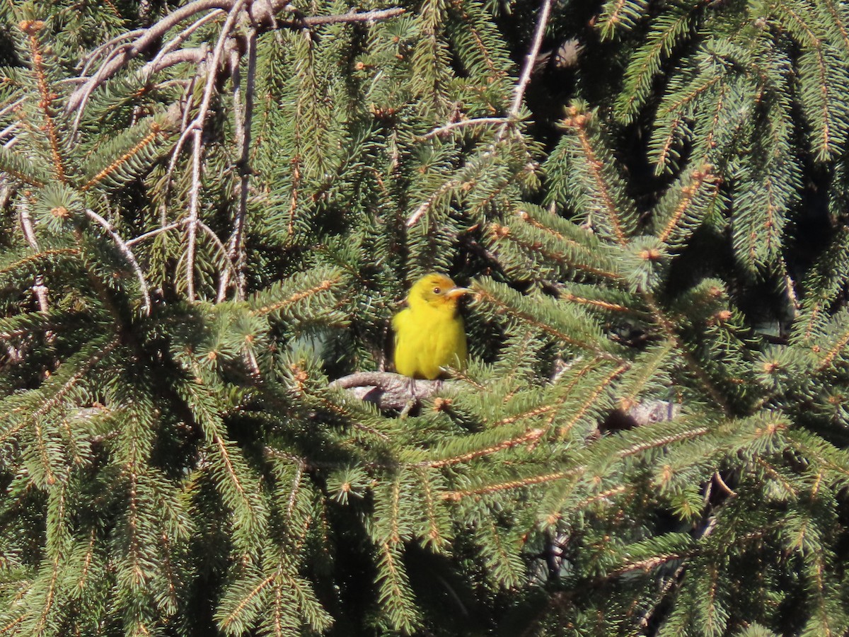 Western Tanager - ML635437935