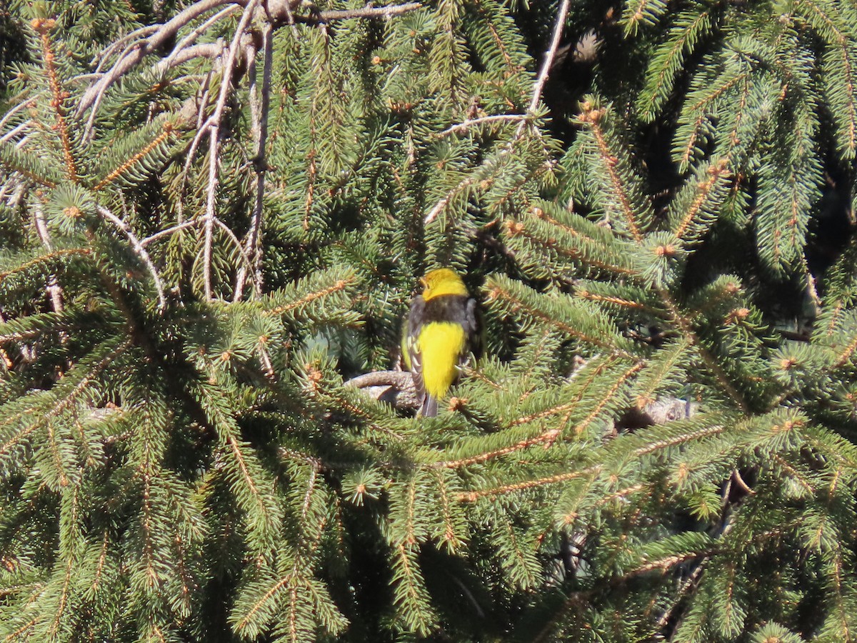 Western Tanager - ML635437957