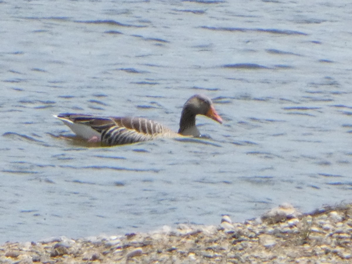 Graylag Goose - ML635437982