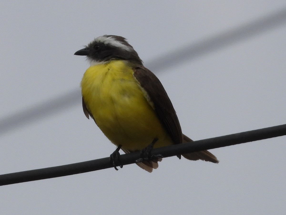 Social Flycatcher - ML635438003