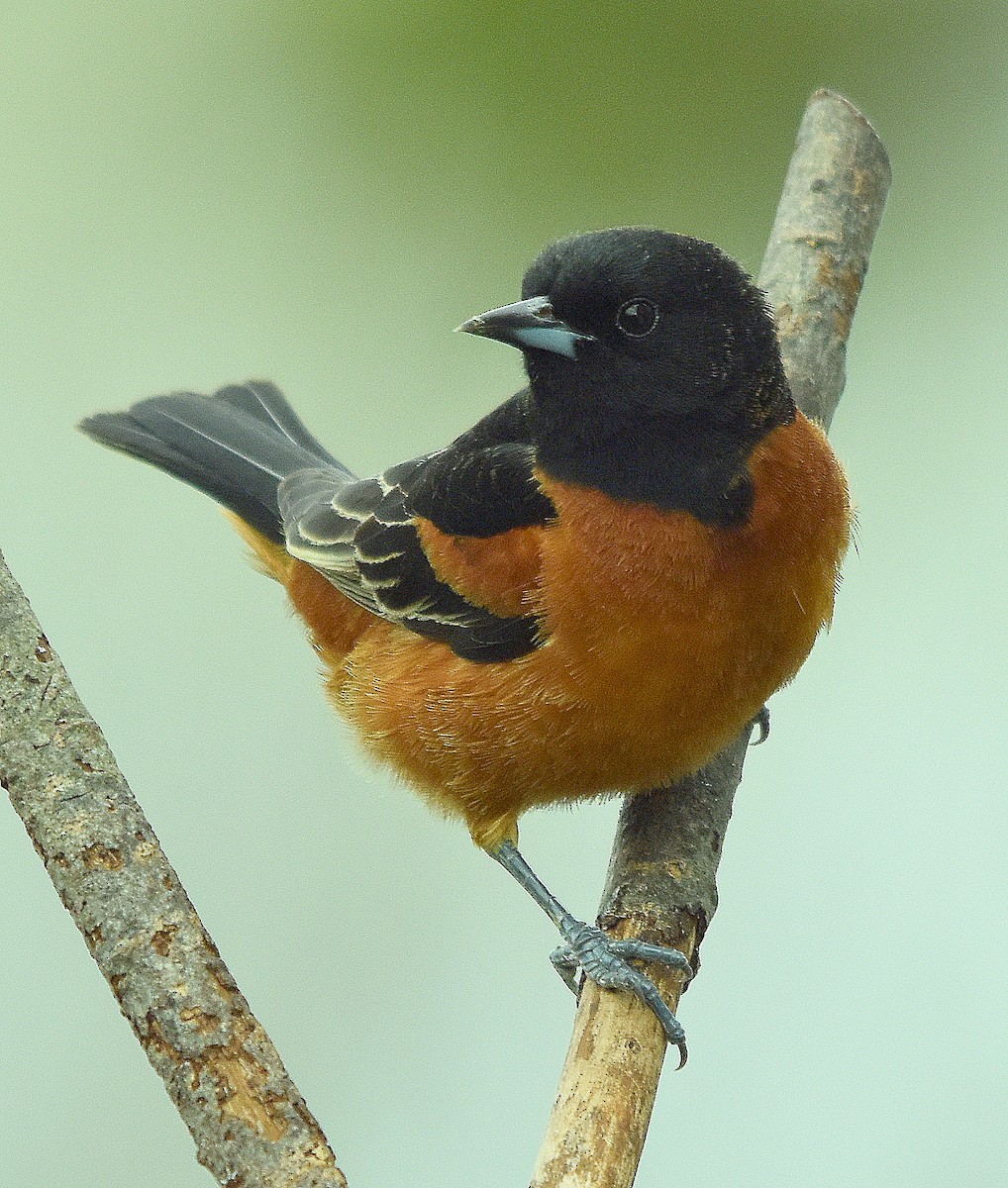 Orchard Oriole - ML635438060