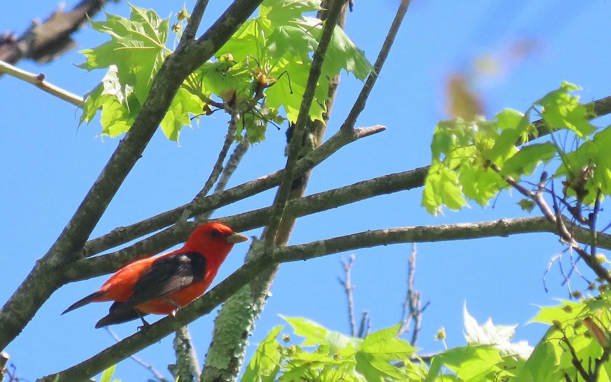 Scarlet Tanager - ML635438087