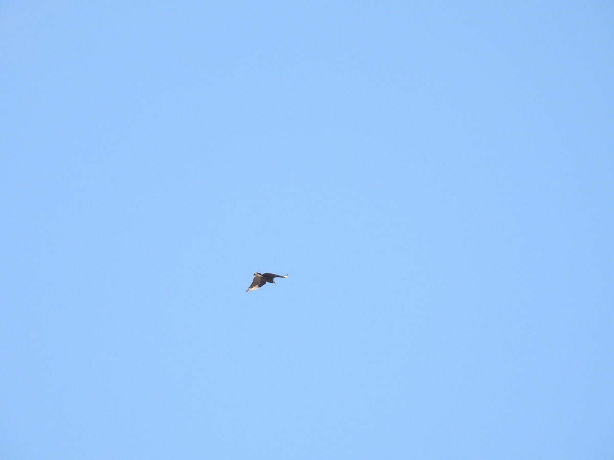 Zopilote beltza - ML635438241