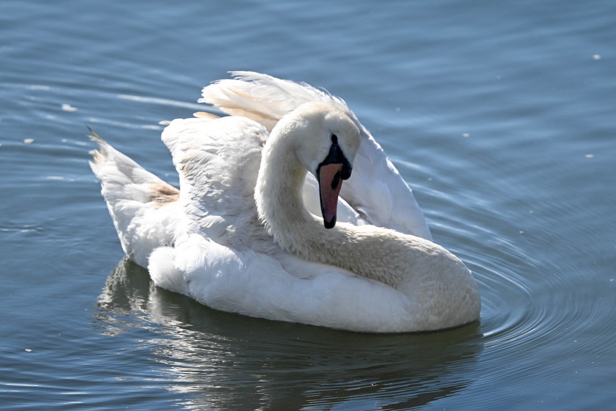 Cygne tuberculé - ML635438258