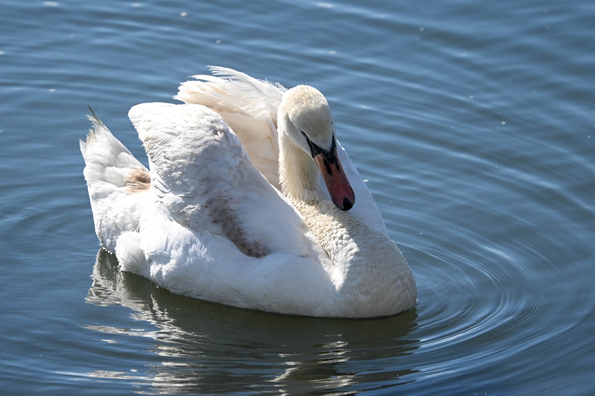 Cygne tuberculé - ML635438259