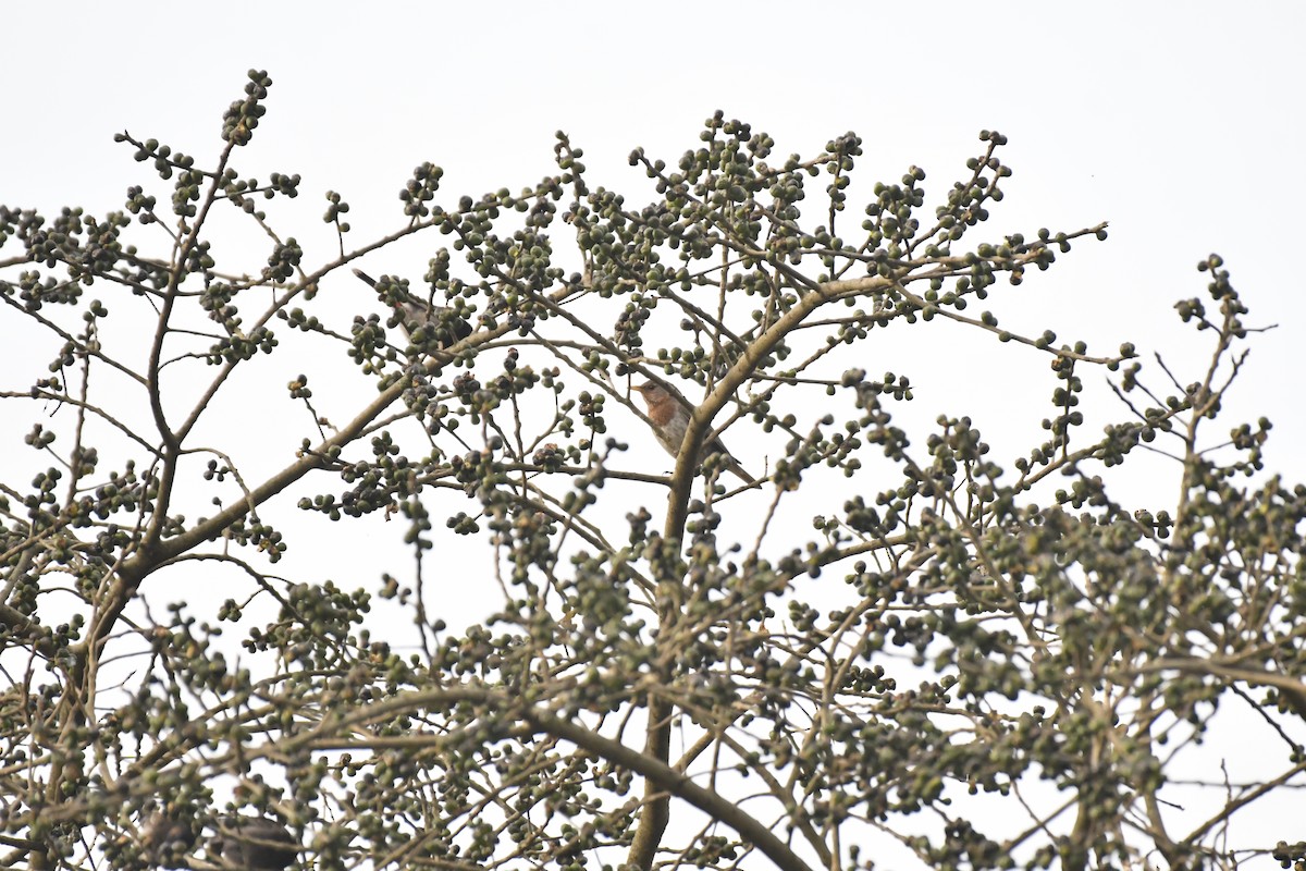 Grive à gorge rousse - ML635438347