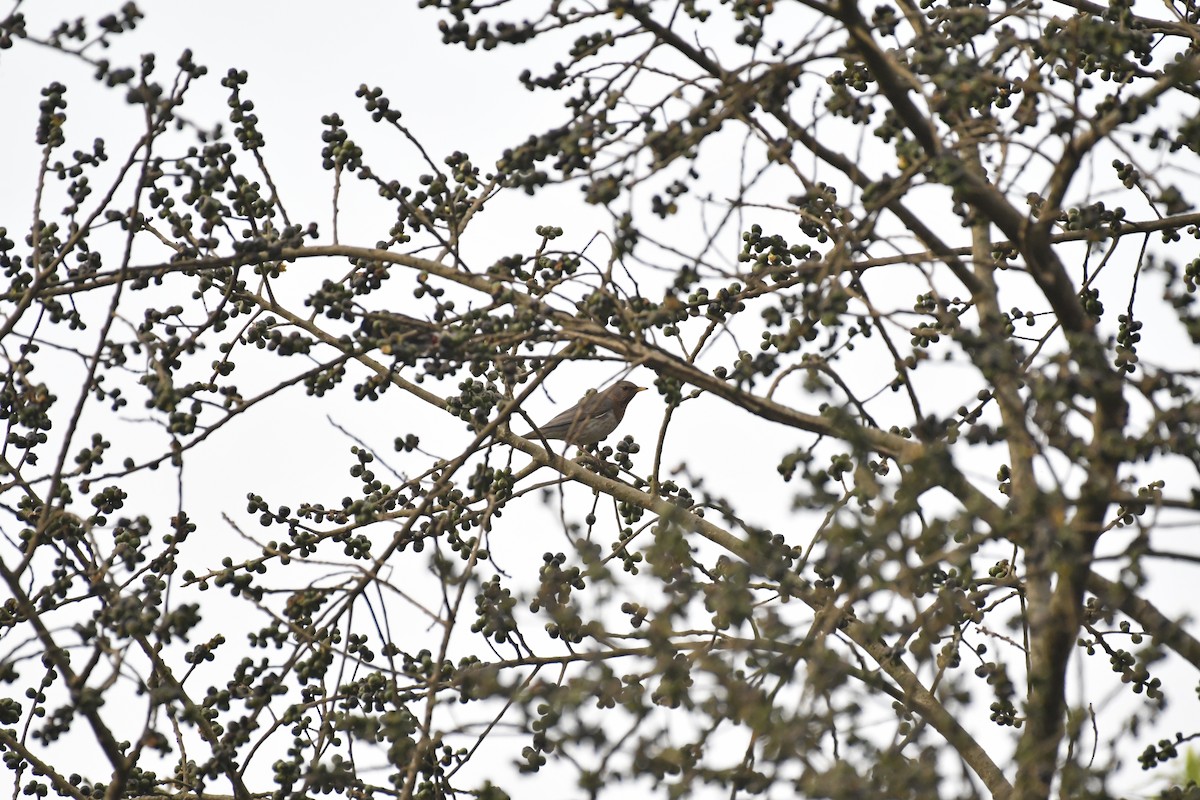 Grive à gorge rousse - ML635438348