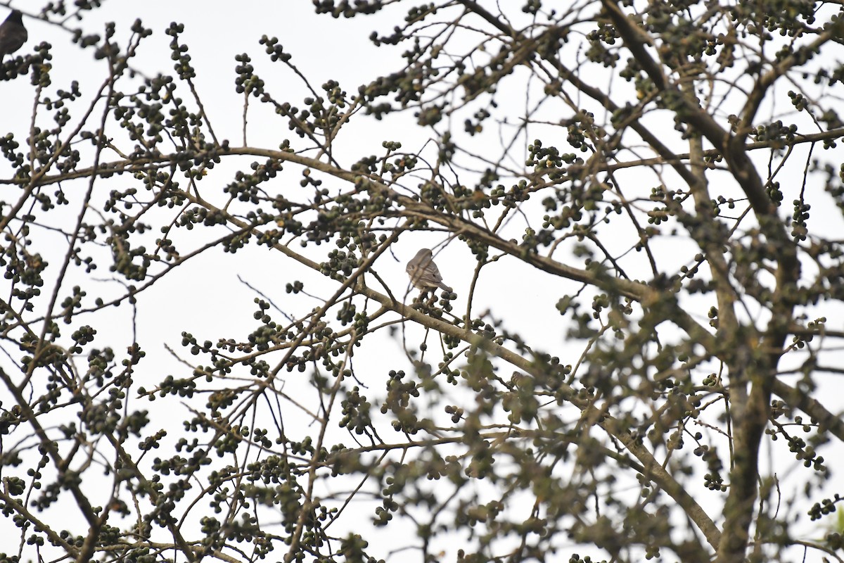 Grive à gorge rousse - ML635438349