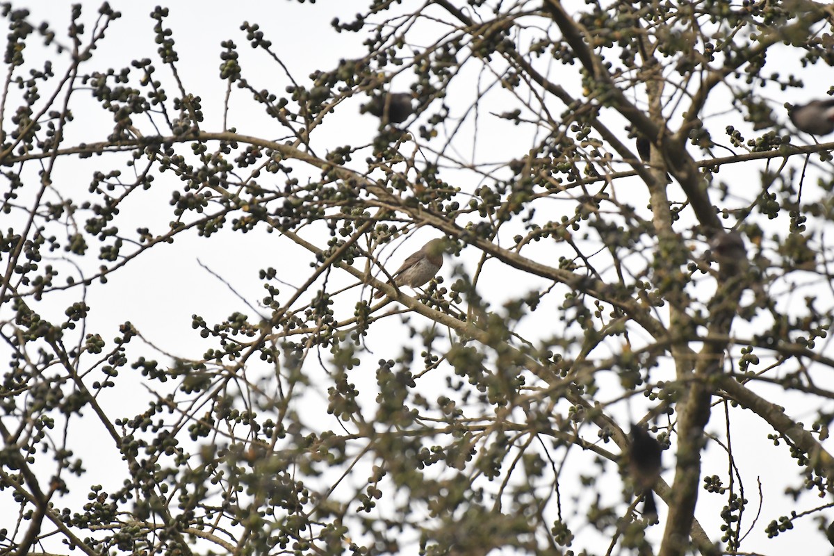 Grive à gorge rousse - ML635438350
