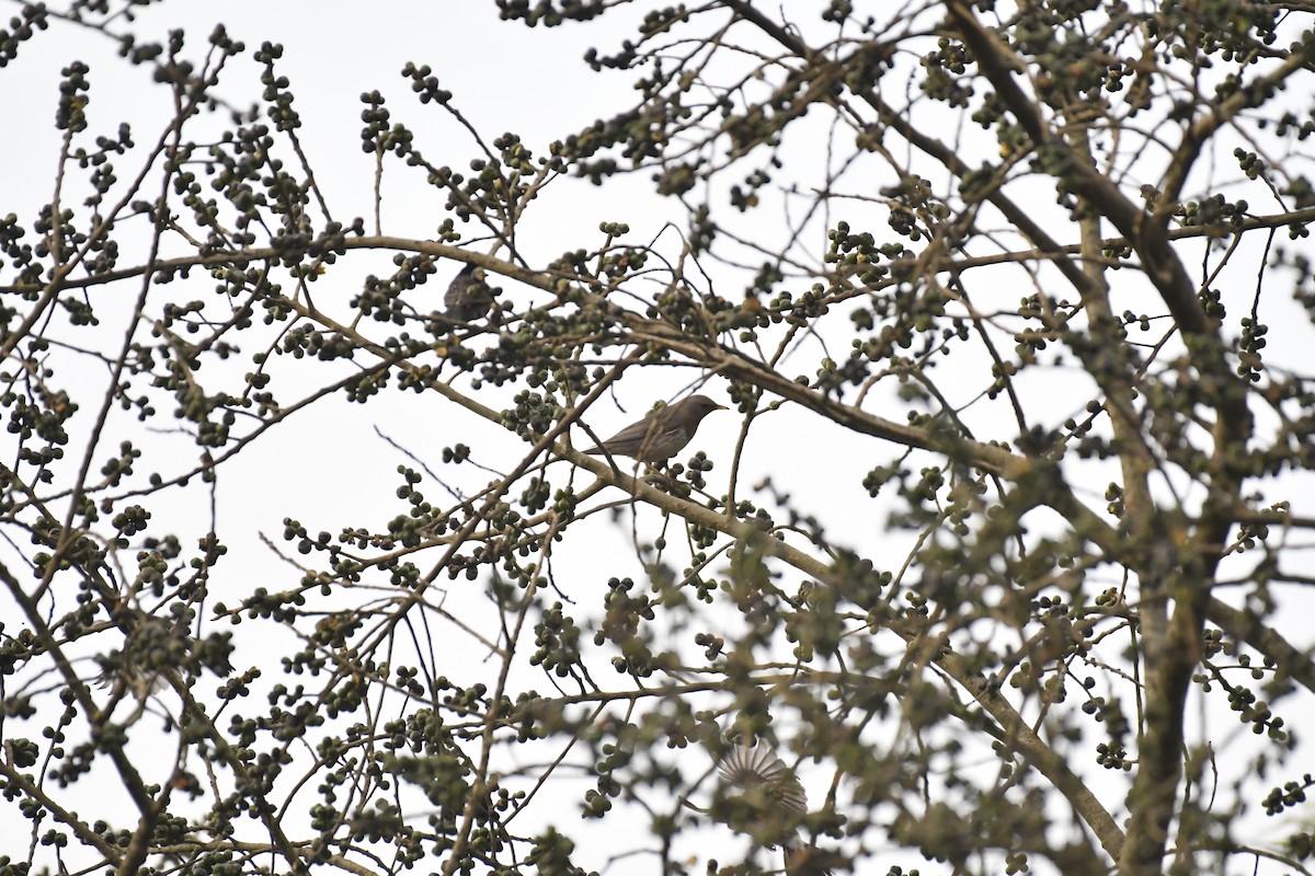 Grive à gorge rousse - ML635438351