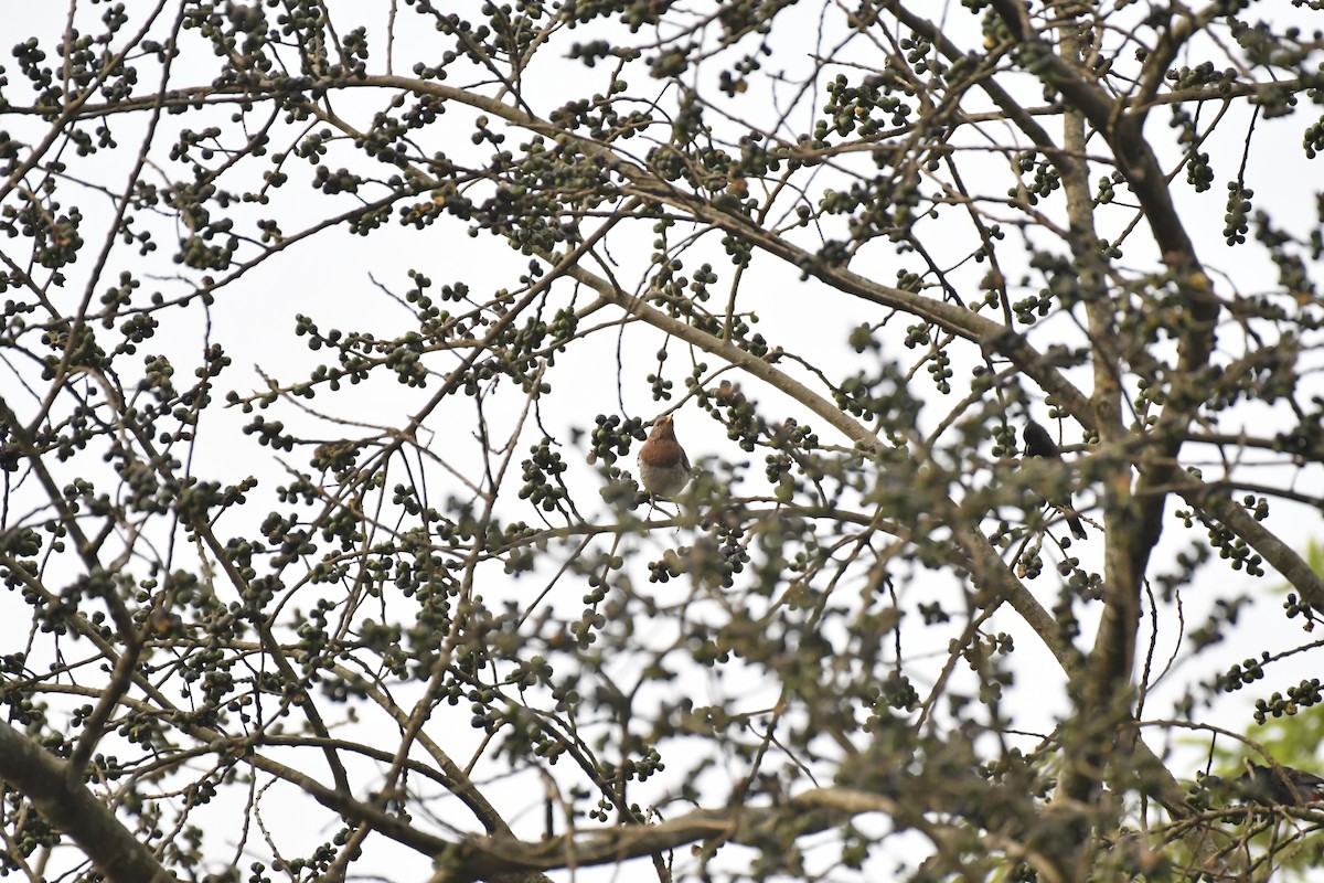 Grive à gorge rousse - ML635438353