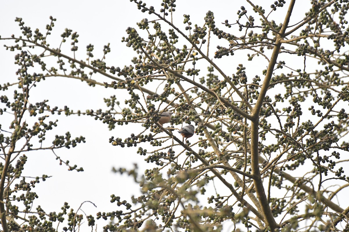 Grive à gorge rousse - ML635438354