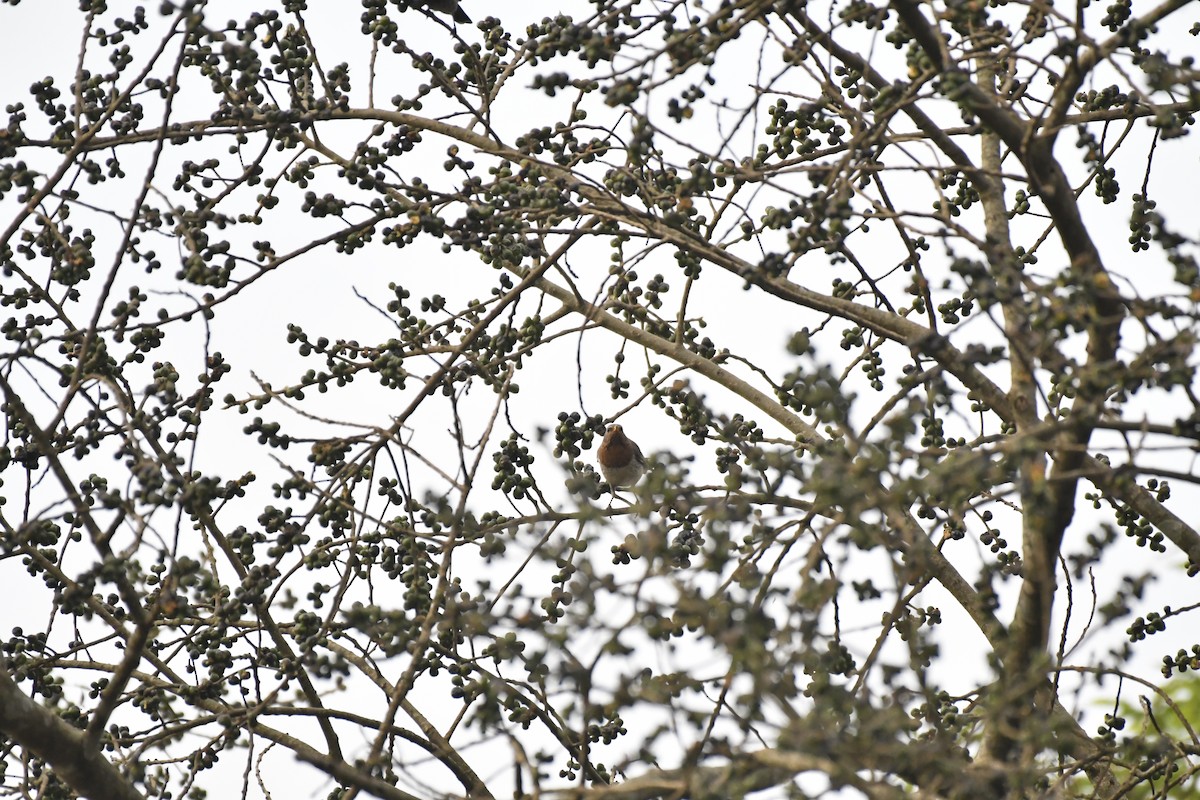 Grive à gorge rousse - ML635438355