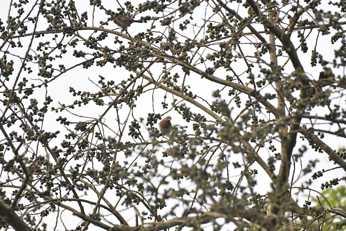 Grive à gorge rousse - ML635438356