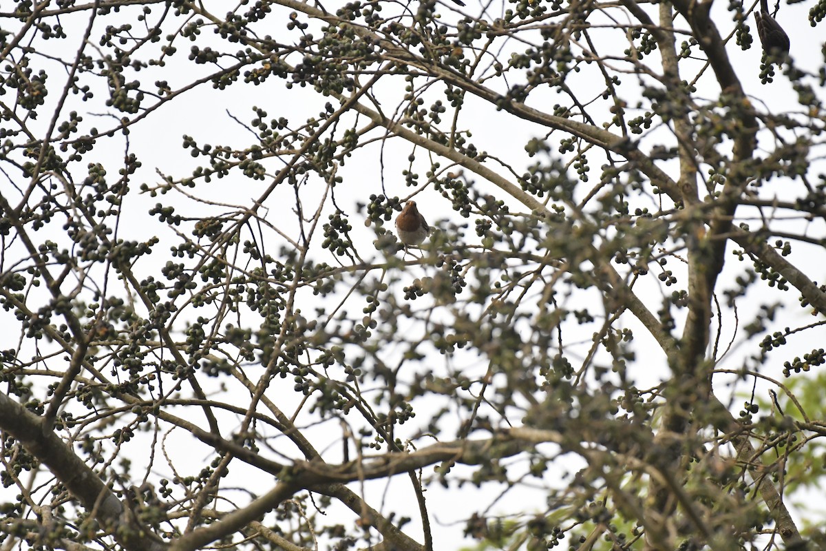 Grive à gorge rousse - ML635438358