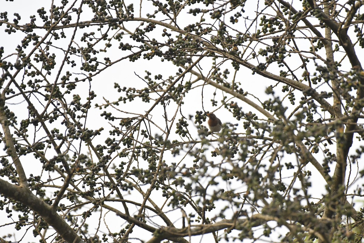 Grive à gorge rousse - ML635438359