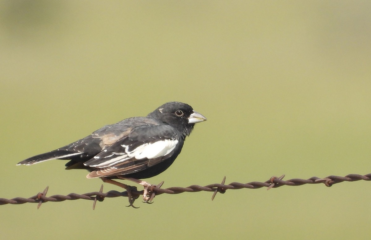 Lark Bunting - ML635438485