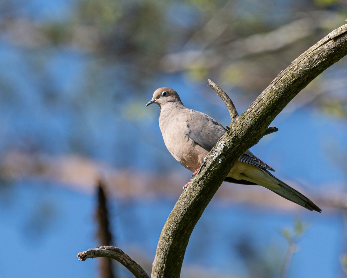 Mourning Dove - ML635438533