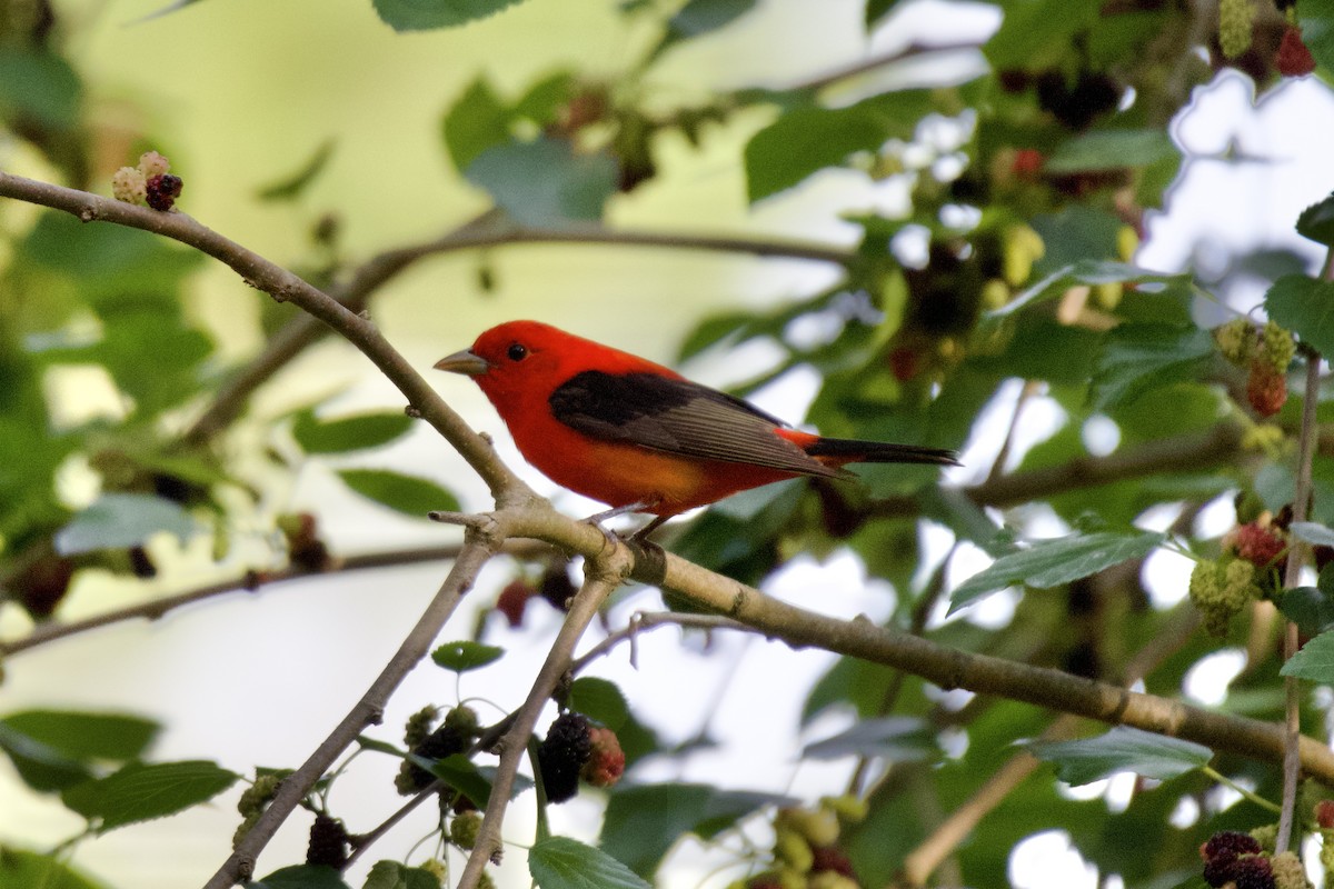 Scarlet Tanager - ML635438566