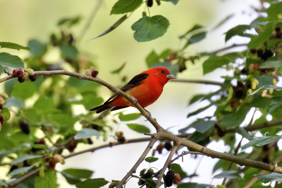 Scarlet Tanager - ML635438567
