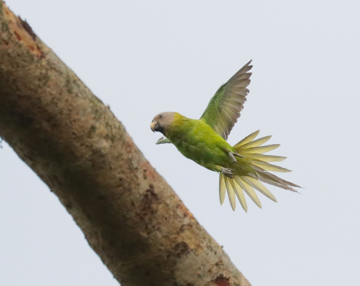 Blossom-headed Parakeet - ML635438584