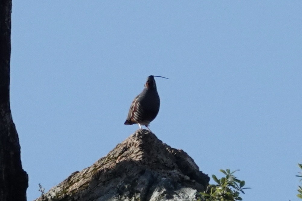 Mountain Quail - ML635438614
