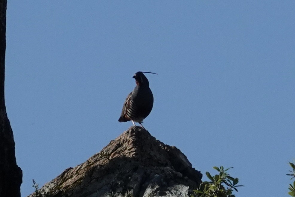 Mountain Quail - ML635438615