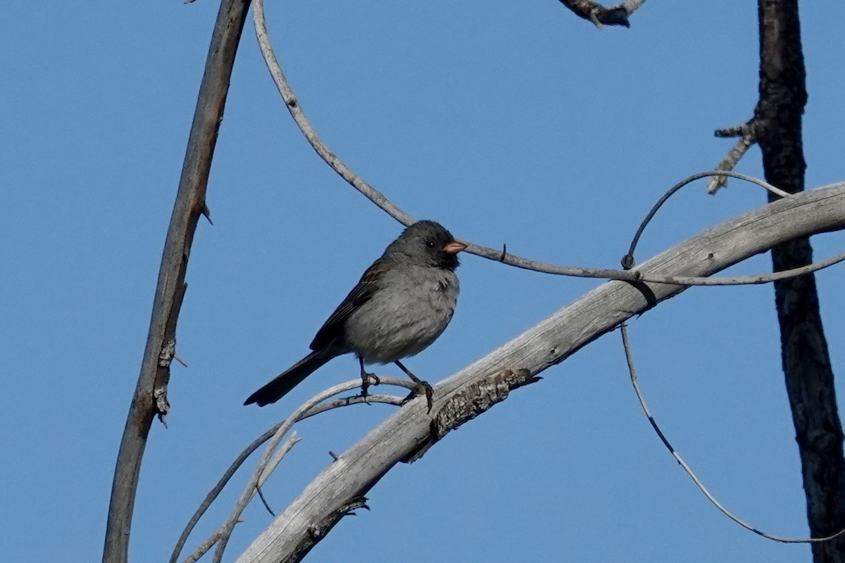 Black-chinned Sparrow - ML635438627