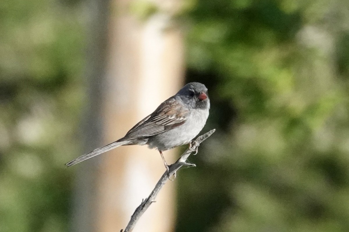 Black-chinned Sparrow - ML635438628