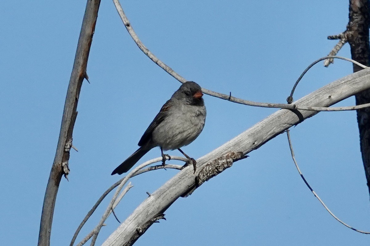 Black-chinned Sparrow - ML635438629