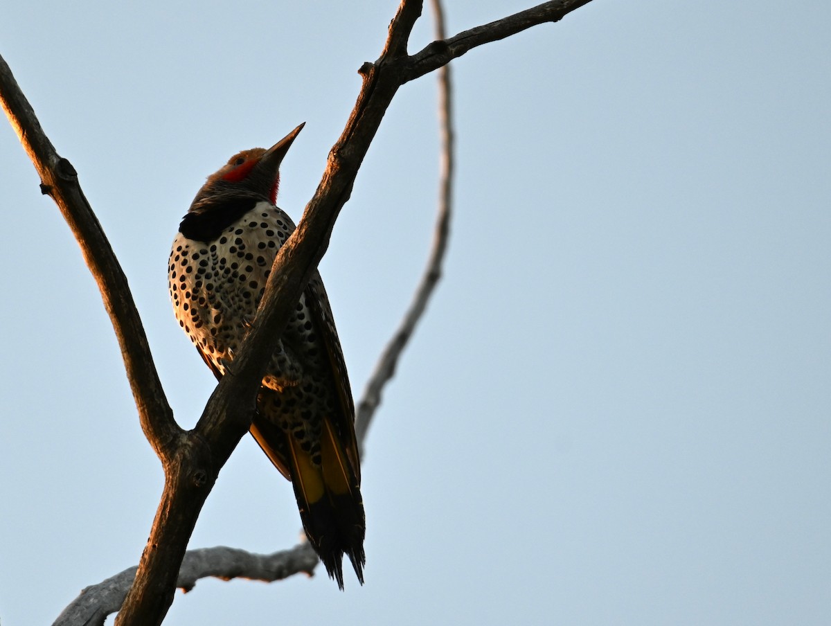 Northern Flicker (Yellow-shafted x Red-shafted) - ML635438633