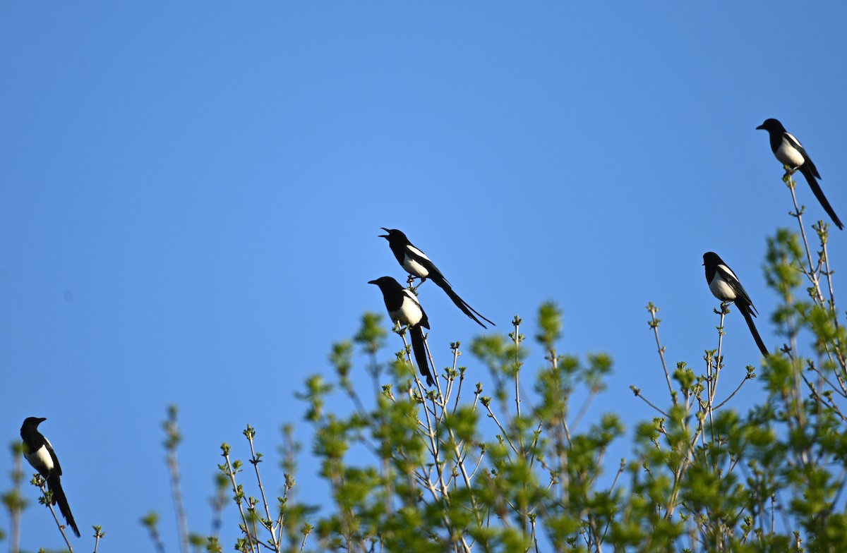 Black-billed Magpie - ML635438653