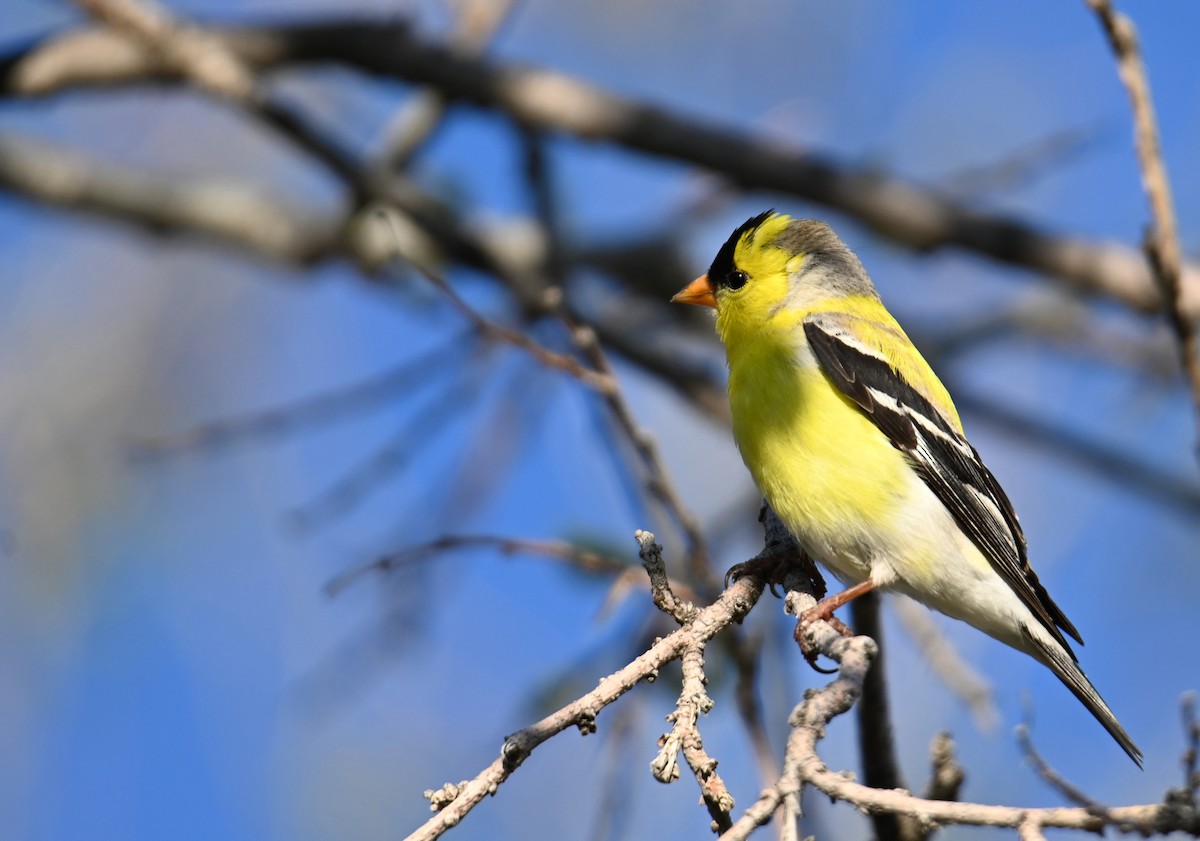 American Goldfinch - ML635438658