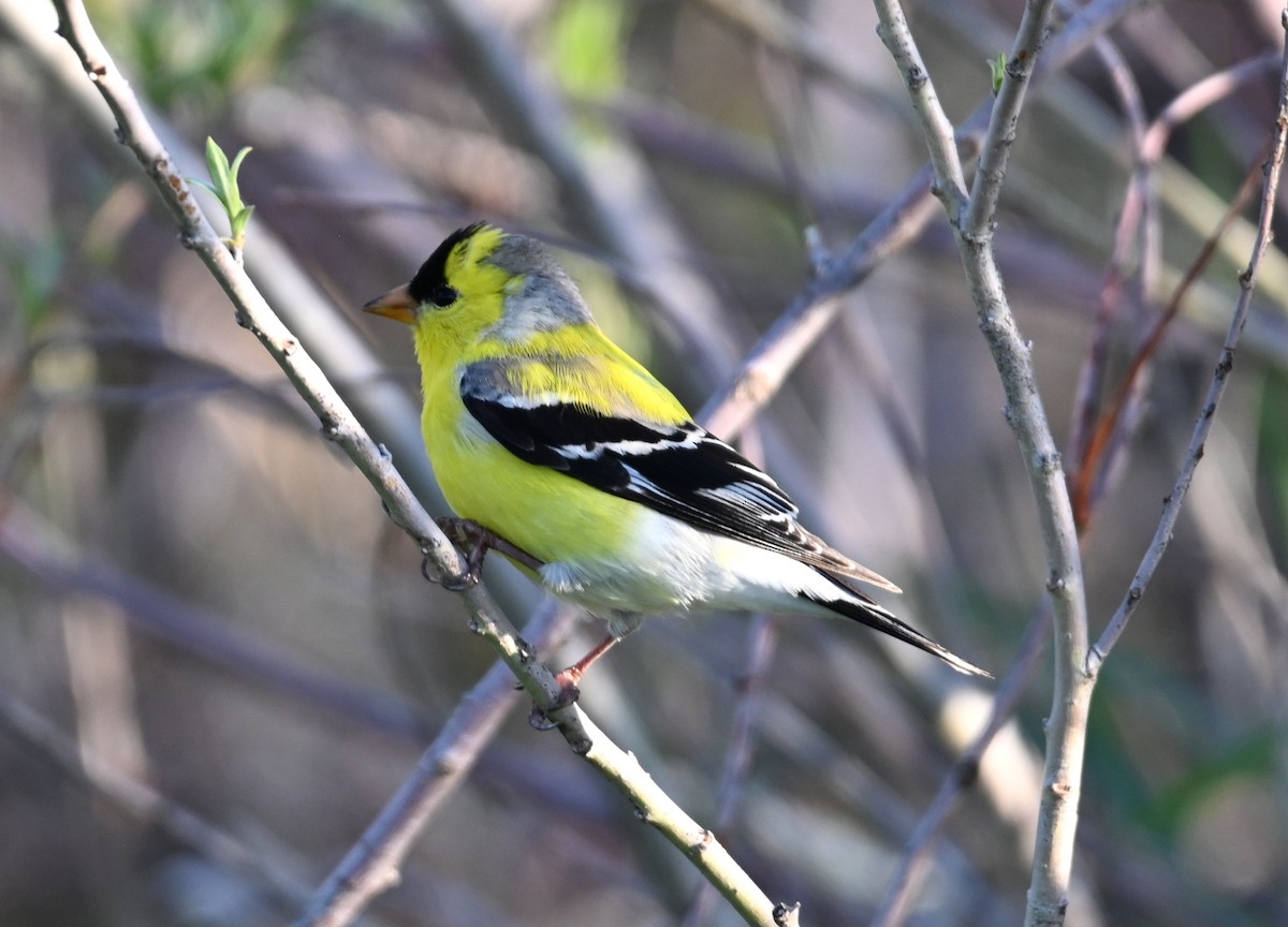 American Goldfinch - ML635438660