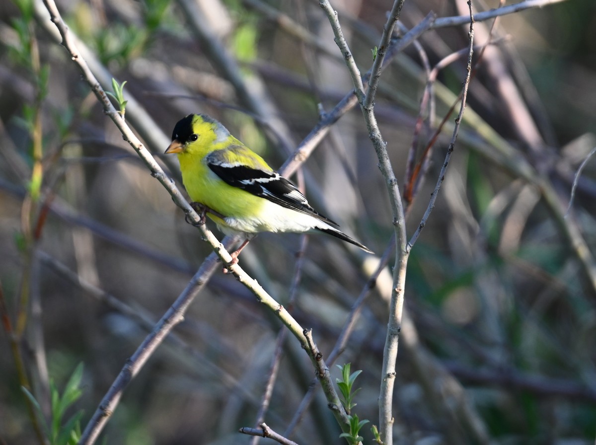 American Goldfinch - ML635438661