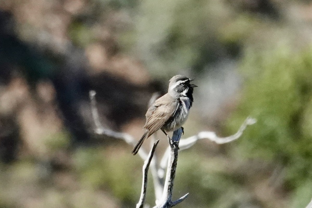 Black-throated Sparrow - ML635438666