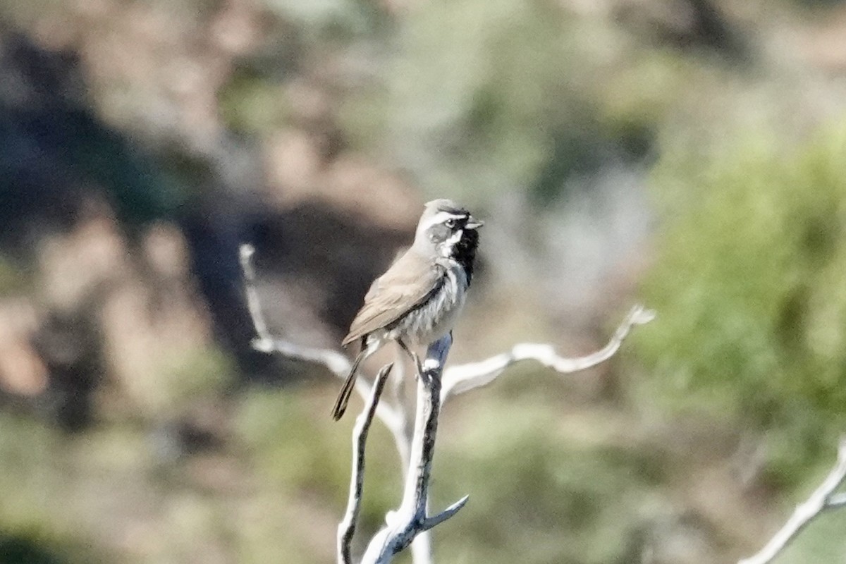 Black-throated Sparrow - ML635438667