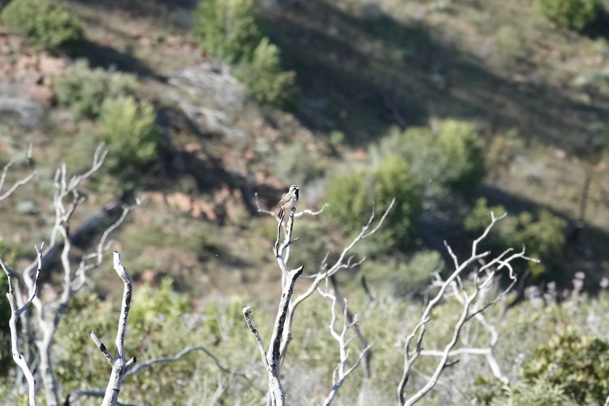 Black-throated Sparrow - ML635438668