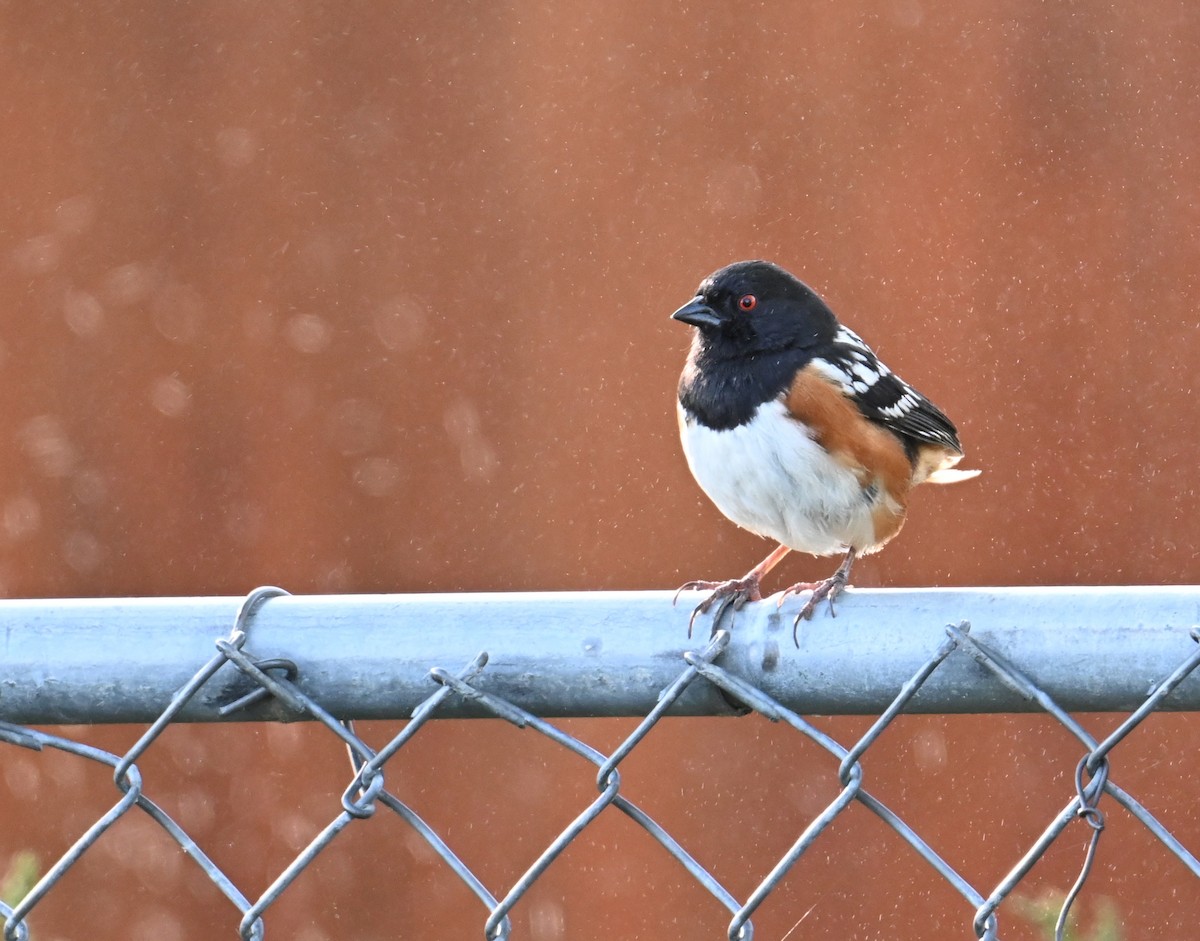 Spotted Towhee - ML635438669