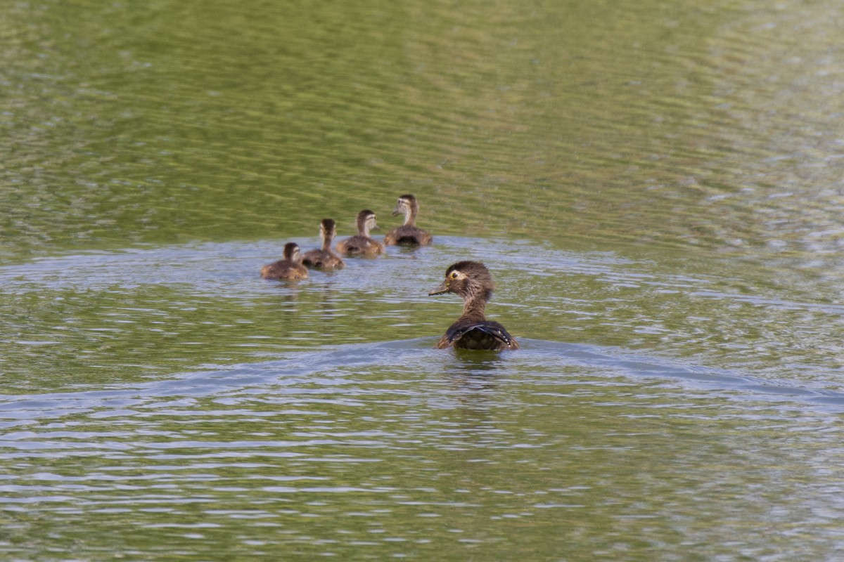 Wood Duck - ML635438672