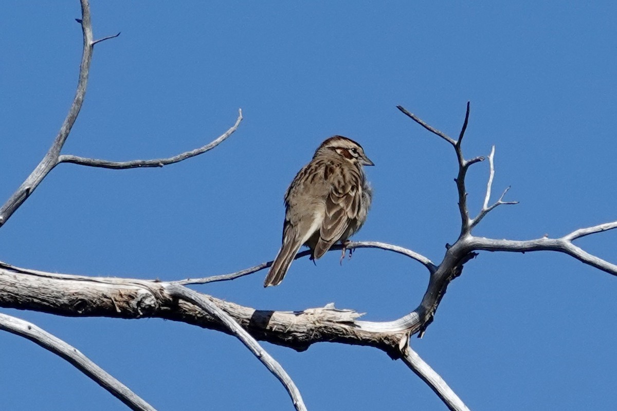 Lark Sparrow - ML635438676