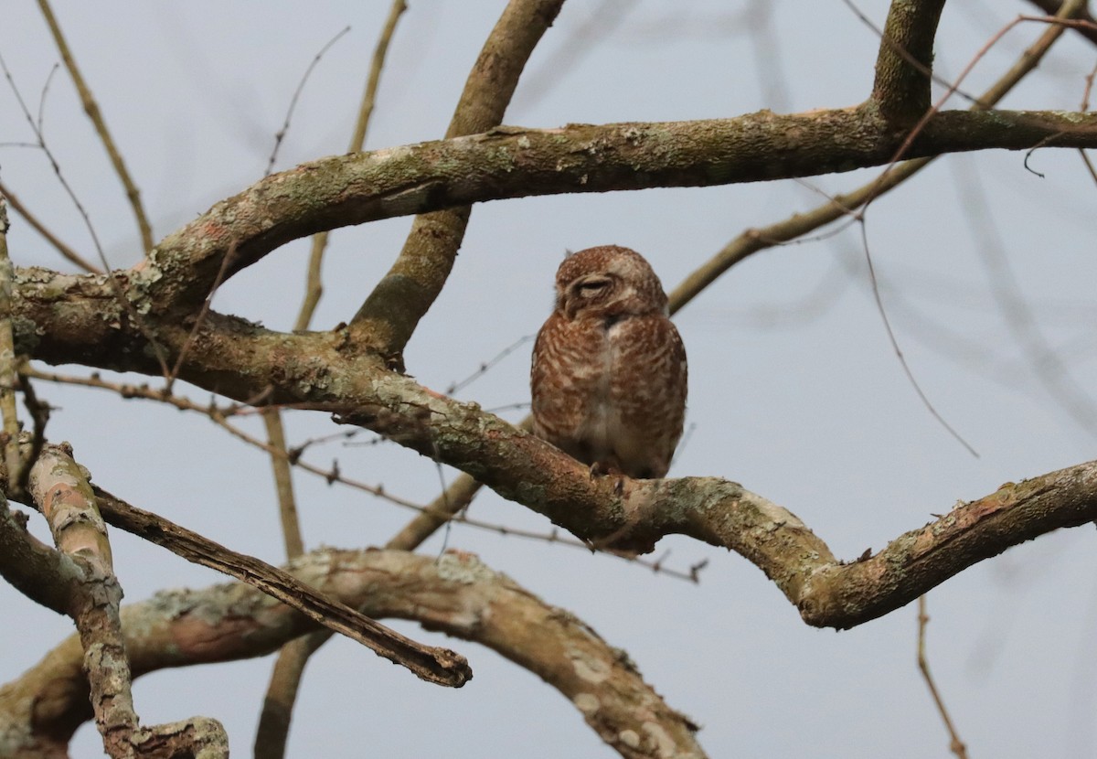 Asian Barred Owlet - ML635438678