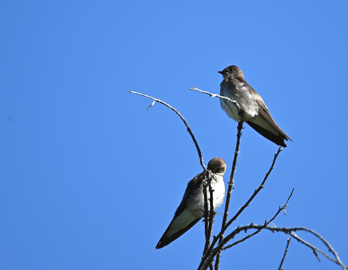 Northern Rough-winged Swallow - ML635438702