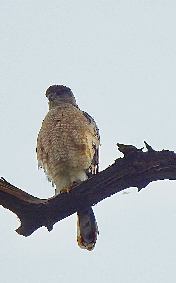 Cooper's Hawk - ML635438729