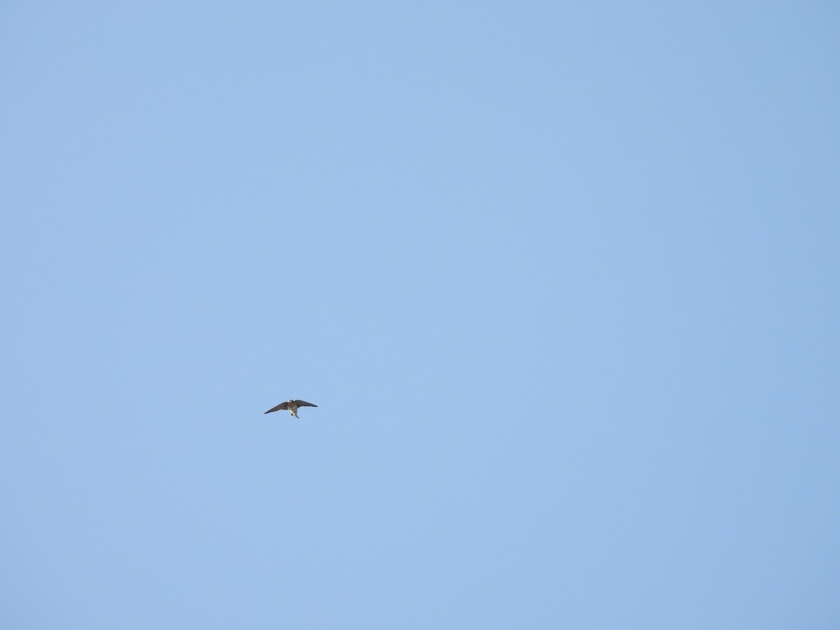 Cave Swallow - ML635438738